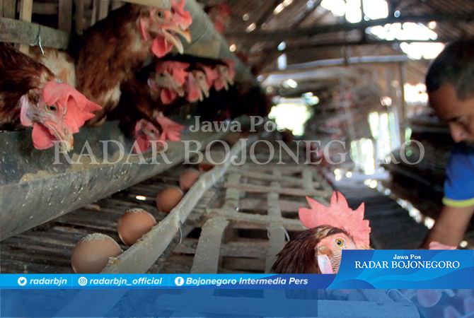 Dinas Peternakan Didesak Serius Atasi Produksi Telur Yang Minim