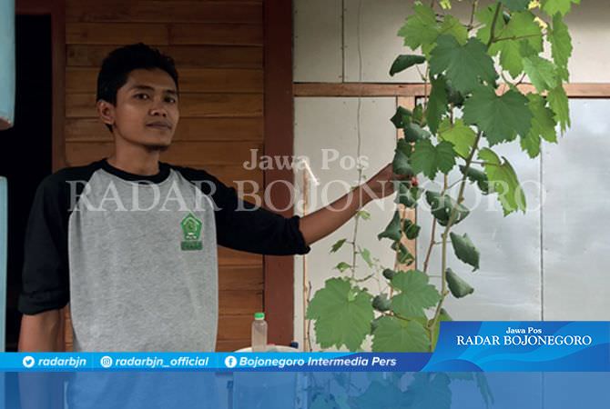 Pembudidaya Bibit Anggur, Setahun Budidayakan 20 Varietas Impor