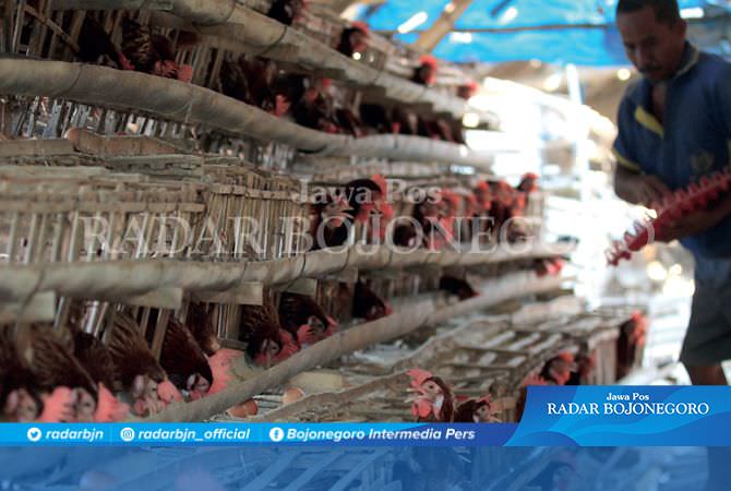 Telur Lokal Cepat Habis, Permintaan Tinggi Tapi Harga Menurun