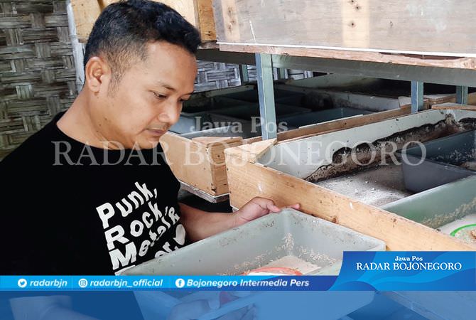 Budidaya Ulat Manggot, Manfaatkan Ampas Tahu dan Sampah Buah