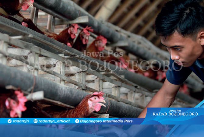 Musim Hujan, Peternak Waswas Produksi Telur Menurun