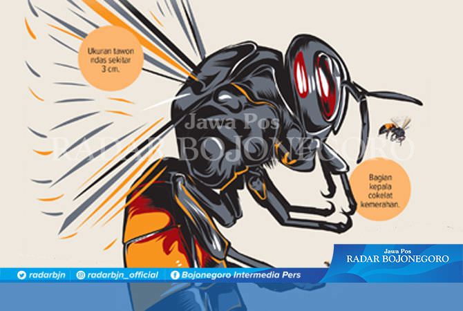 Teror Tawon Ndas, 122 Sarang Dimusnahkan Tim Damkar