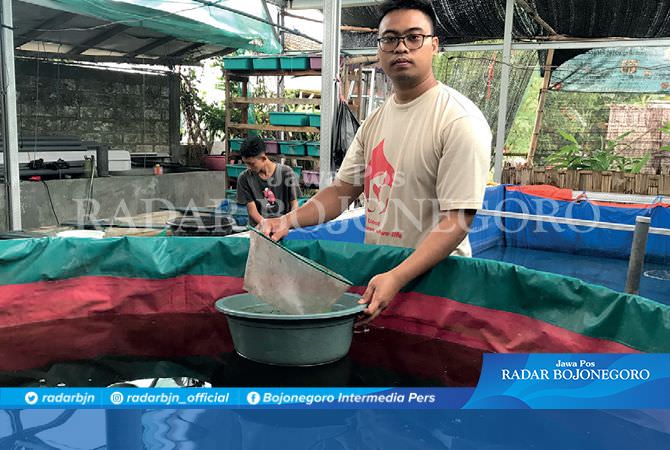 Dedy Bagus Prasetyo, Pembudidaya Ikan Cupang dan Lele