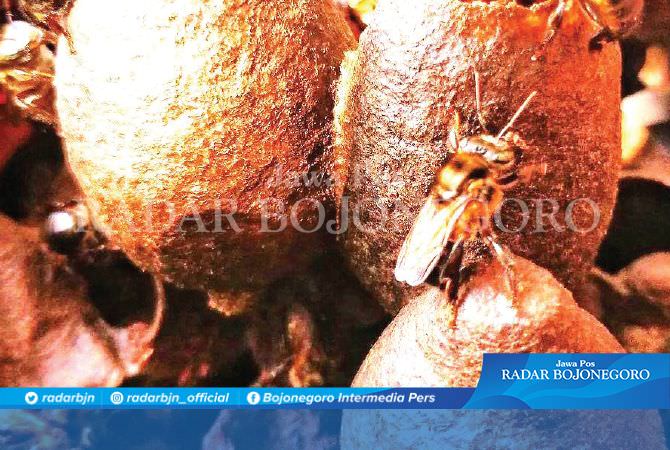 Lebah Trigona Lebih Menjanjikan, Begini Cerita Peternak di Lamongan...