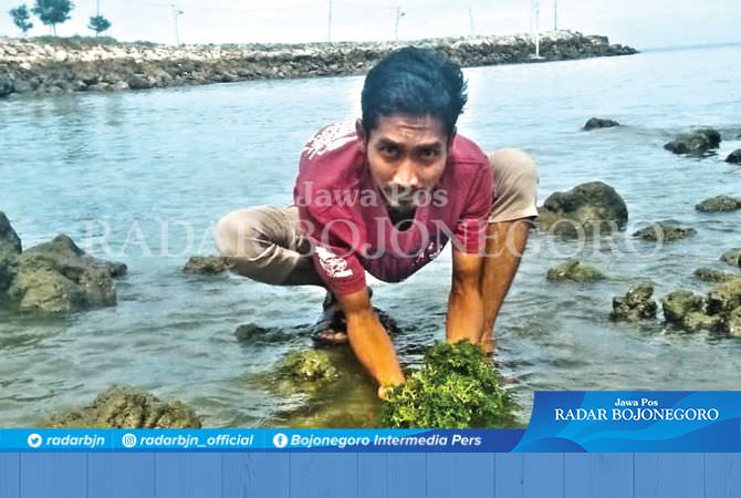Bachtiar Abu Duror, Salah Satu Pembudidaya Anggur Laut di Lamongan