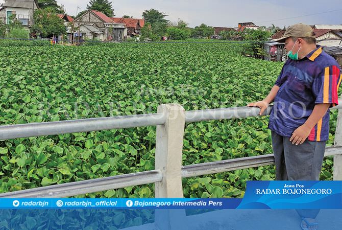 Banjir Bengawan Jero, Sungai Dipenuhi Eceng Gondok