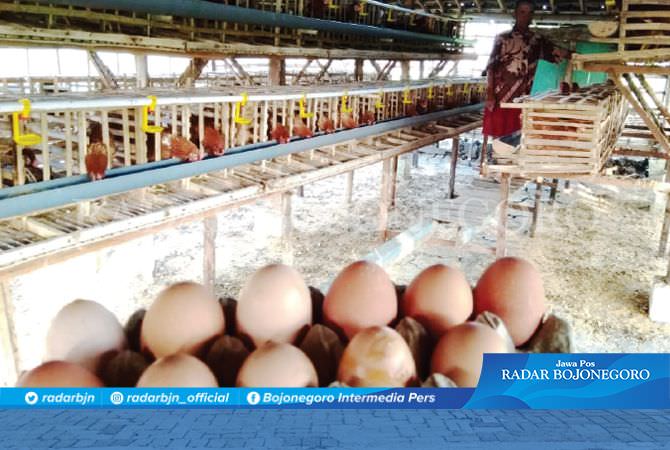 Harga Telur Anjlok, Pakan Melambung