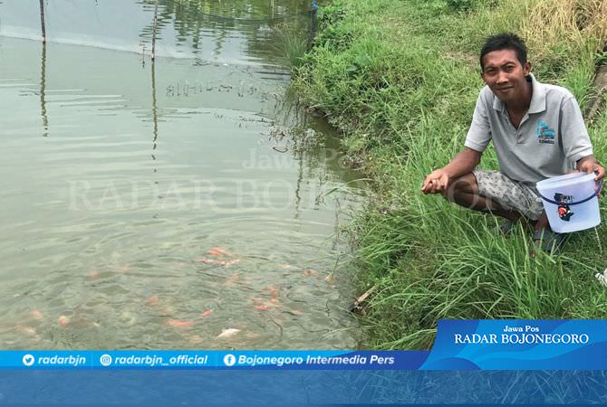Pembudidaya Buktikan Jika Kualitas Air Bojonegoro Cocok untuk Ikan Koi