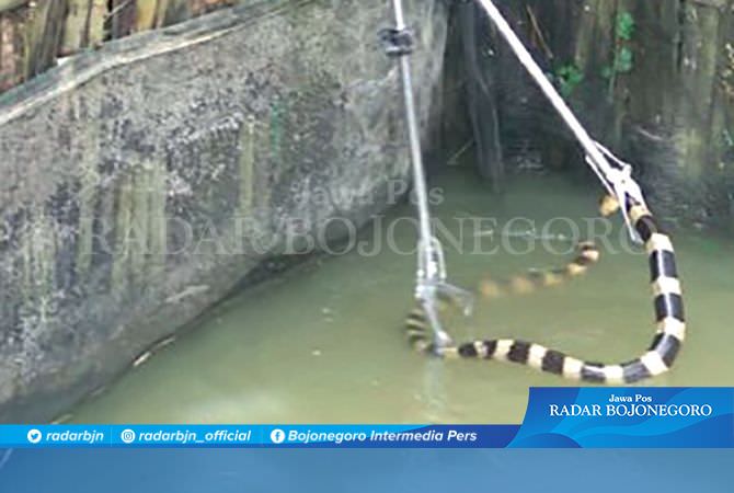 Teror Ular Masuk Rumah, Ternyata Tak Takut Garam