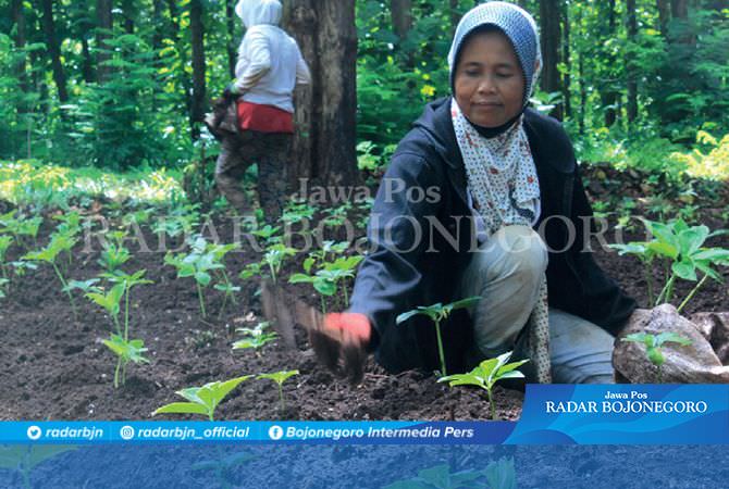 Umbi Porang, Komoditas Ekspor Dilirik Investor