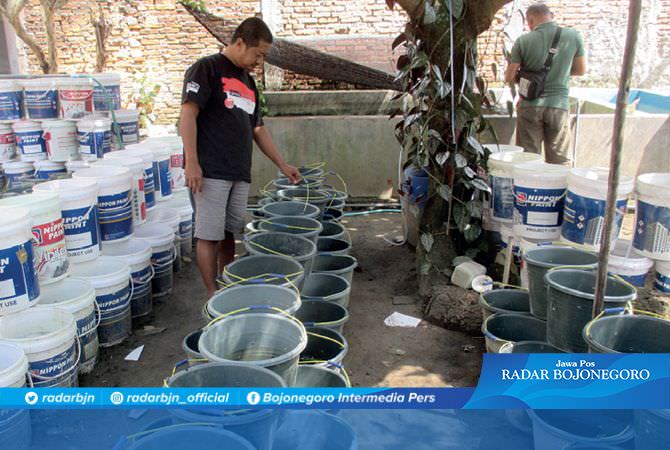 Melihat Budidaya Cupang Giant, Warna Berubah Tiap Fase Pertumbuhan
