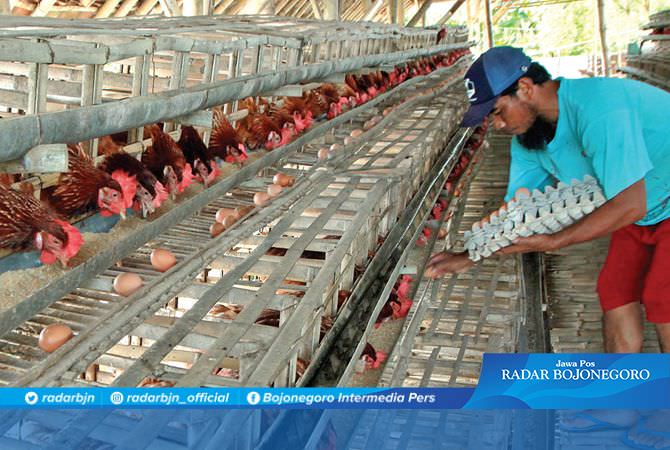 Pasokan dari Luar Daerah, Harga Telur Tren Naik