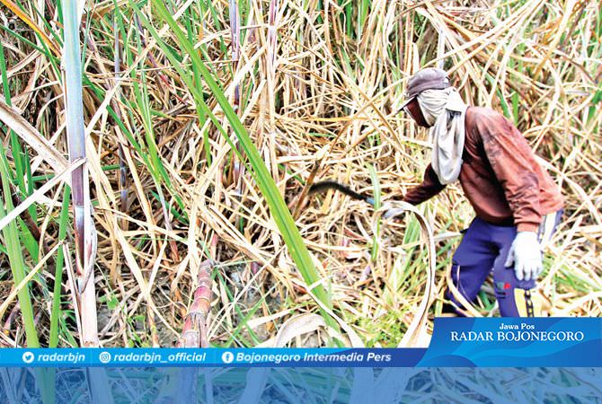 Harga Rendah, Petani Enggan Tanam Tebu