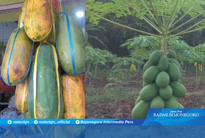 Petani Beralih Tanam Pepaya, Komoditas Ketiga Setelah Pisang dan Jeruk