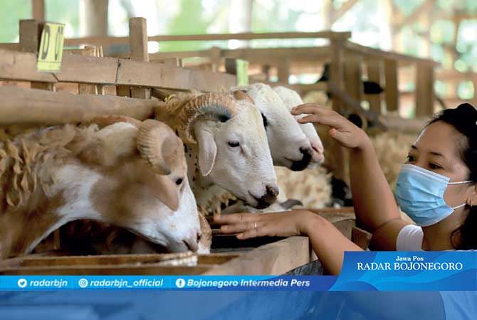 Harga Naik dari Tahun Lalu, Domba Banyak Diminati