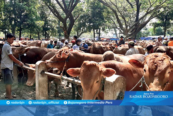 Jelang Idul Adha, Belantik Sapi Bandung dan Madura Serbu Pasar Hewan