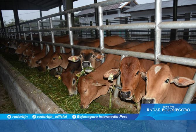Pemkab Anggarkan Beli Sapi Kurban Rp 120 Juta