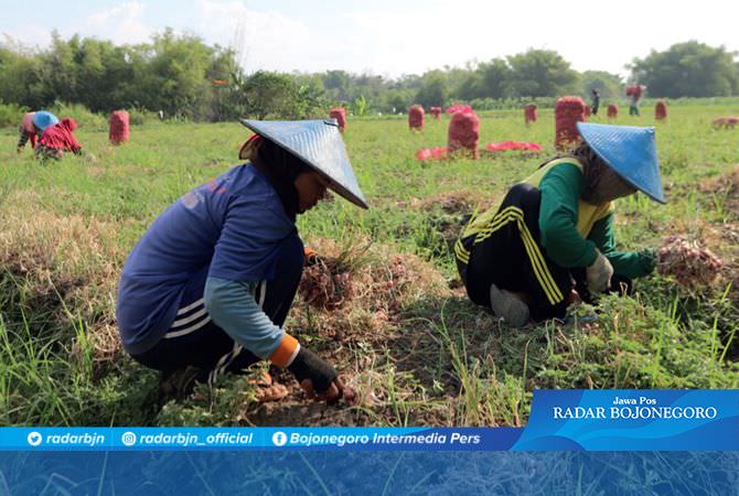 Hasil Kurang Menguntungkan, Petani Bawang Terkendala Pemasaran