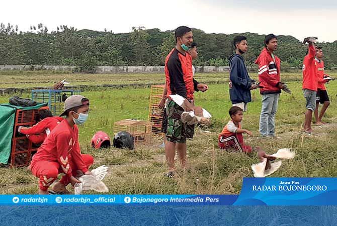 Kepak Sayap Burung Dara Keplek