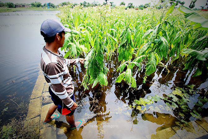 Harga Tembakau Anjlok