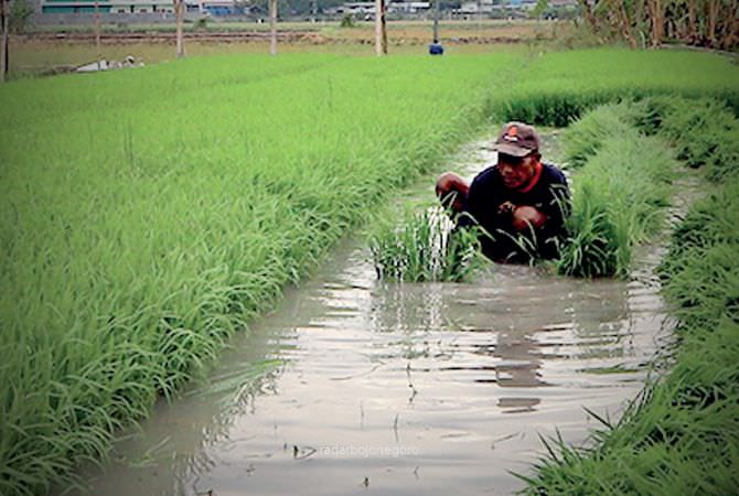 Tercatat 48 Ribu Hektare Lahan Tadah Hujan
