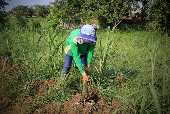 Pengembangan Tebu di Wilayah Tengah Gagal