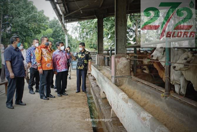 Populasi Sapi Blora Tertinggi se-Jateng