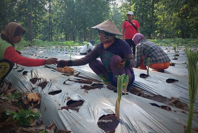 Umbi Porang Busuk