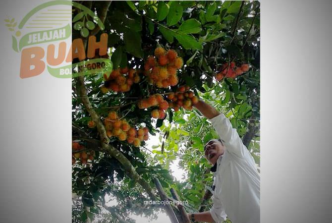 Memetik Rambutan Binjai di Desa Beji