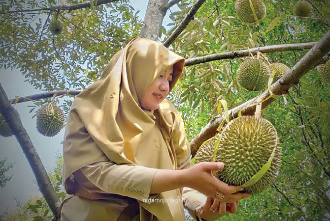 Menikmati Durian Legendaris Desa Klino, Sekar-Bojonegoro
