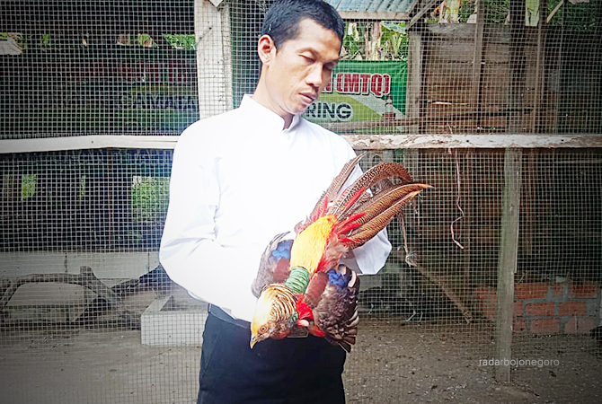 LEBIH MENJANJIKAN: Abdul Hamid menunjukkan salah satu ayan pheasant yang dipeliharanya. (M Gamal Ayatulloh/R.Lmg)