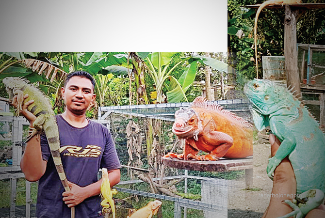 JINAK: Wahyu Kusdianto dan iguana yang dipeliharanya. (M. GAMAL AYATULLOH/R.LMG)