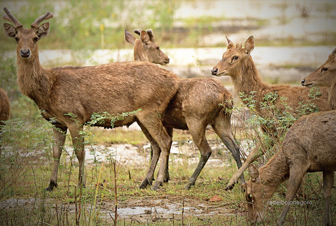BISA DIKUNJUNGI: Deretan rusa timor di salah satu penangkaran di Desa Sukowati, Kecamatan Kapas. Lokasinya cukup luas. Di Bojonegoro ada tiga penangkaran rusa. BKSDA selalu mengawasi karena hewan dilindungi.  (M. NURCHOLIS/RDR.BJN)