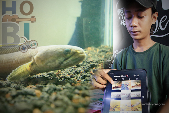 IKAN PREDATOR: Ikan channa memiliki banyak jenis, tapi harganya ditentukan dari warna dan ketebalan siripnya. (kiri) dan Sudah sekitar dua tahun ini Dimas menggeluti bisnis beternak ikan channa. (ANJAR DWI PRADIPTA/RDR.LMG)