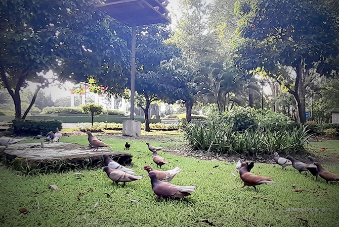WISATA KOTA: Tampak beragam merpati di taman Alun-Alun Bojonegoro. Merpati ini begitu dekat jika diberi pakan jagung. (BHAGAS DANI PURWOKO/RDR.BJN)