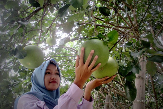 POTENSI BUAH: Warga hendak memanen jeruk bali di Desa Kabunan dan Desa Semenpinggir. Rasanya justru lebih manis. (NURKOZIM/RDR.BJN)