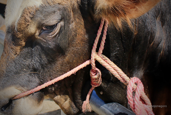 TERUS DIPANTAU: Sapi ternak di Lamongan terus diawasi untuk mengantisipasi penyakit mulut dan kaki yang kini mewabah. (ANJAR DWI P/RDR.LMG)