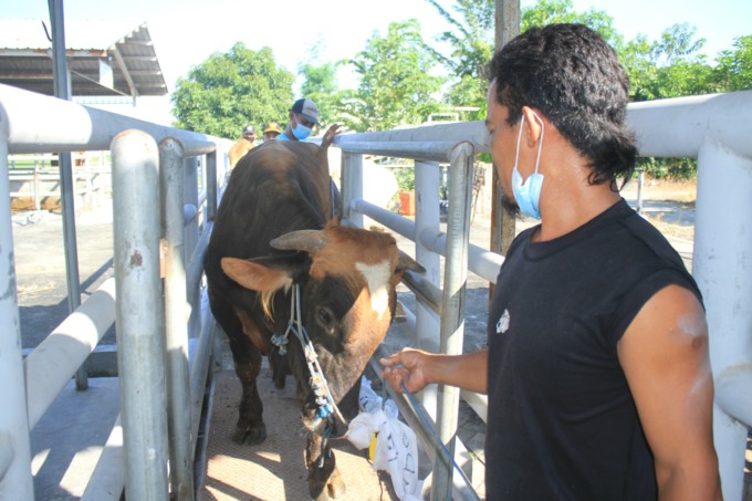 SIAP DIPOTONG: Sapi yang dibawa ke rumah pemotongan hewan. (ANJAR DWI P/RDR.LMG)