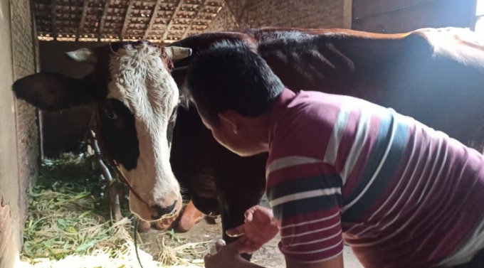 WASPADA PMK: peternak sedang merawat sapinya, karena rawan terjangkit PMK. Pemkab telah menerima 11.000 vaksin, ditarget tuntas dalam sepekan. (LUKMAN HAKIM/RDR.BJN)