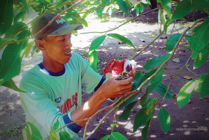 SIAP PANEN: Petani jambu air di Desa Sumberarum, Kecamatan Ngraho sedang memetik buah yang sudah masak. (M. IRVAN RAMADHON/RDR.BJN)