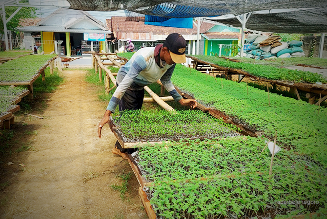 JASA PEMBENIHAN: Petani di Kecamatan Jepon ini memilih fokus menyediakan jasa pembenihan cabai dan tomat, butuh perawatan ekstra karena cuaca. (Lukman Hakim/RDR.BLORA)