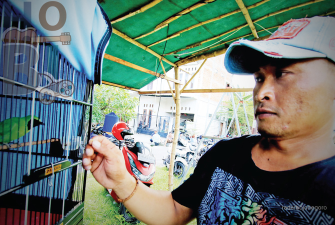 TELATEN: Pecinta burung cucak hijau saat memberikan makan. (ANJAR DWI PRADIPTA/RDR.LMG)