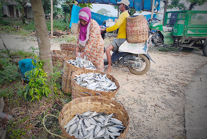SIAP DIJUAL: Hasil tambak yang dipanen salah satu warga di wilayah Bengawan Jero. (AHMAD ASIP ALAFI/RDR.LMG)