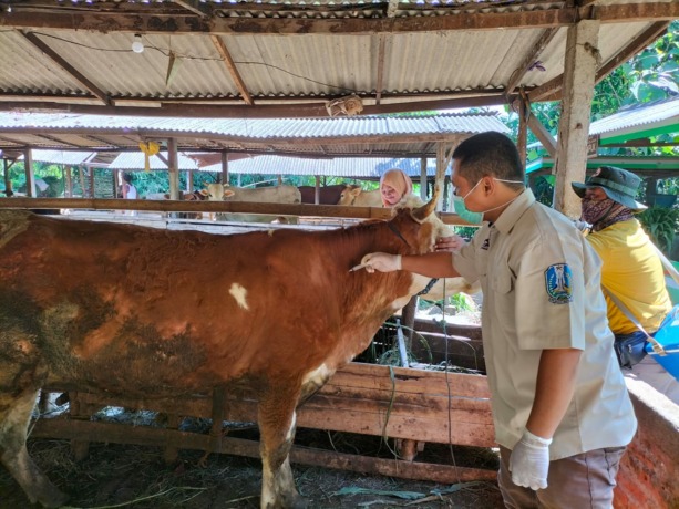 CEGAH PMK: Petugas memvaksin salah satu sapi. Kemarin 1.000 ekor sapi telah disuntik dari target tahap awal 3.100. (IRVAN RAMADHAN/RDR.BJN)