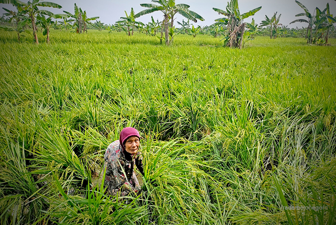 BEKERJA EKSTRA: Petani di Desa Guci, Kecamatan Karanggeneng harus menegakkan padi yang roboh agar bulirnya tidak membusuk. (AHMAD ASIP ALAFI/RDR.LMG)