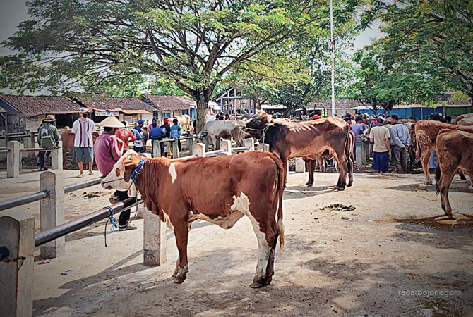 JUAL BELI SAPI: Transaksi penjual dan pembeli di Pasar Hewan Wage di Desa Banjarejo, Kecamatan Padangan, kemarin. (M. ARIF YANTO/RDR.BJN)