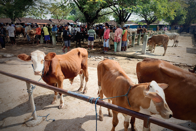 DIPERKETAT: Aktivitas jual beli sapi di Pasar Hewan Wage Kecamatan Padangan. (M. ARIF YANTO/RDR.BJN)