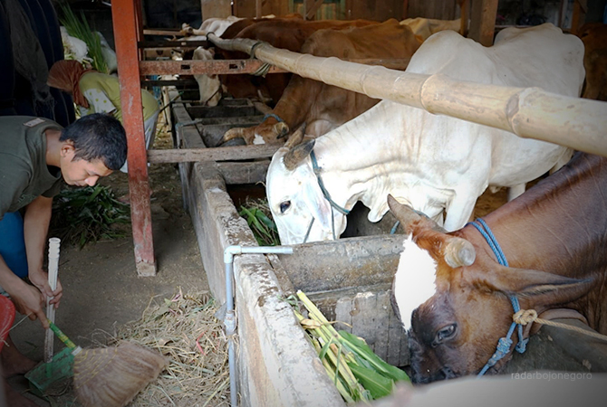 POTENSI DAERAH: Peternak membersihkan kandang dan memberi pakan. Blora memiliki potensi suplai daging sapi ke Jakarta. (Lukman Hakim/RDR.BJN)