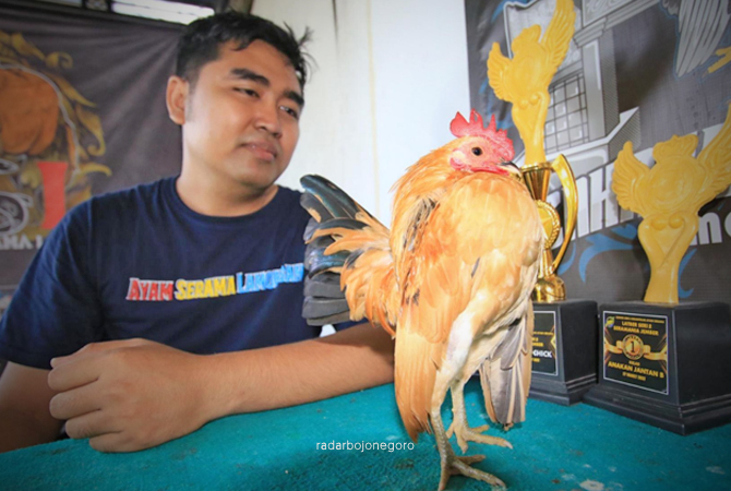 PRIMADONA AYAM HIAS: Ayam serama makin banyak pecintanya. Kontes ayam serama tidak hanya regional, tapi juga tingkat nasional. (Anjar dwi P,rbjn)