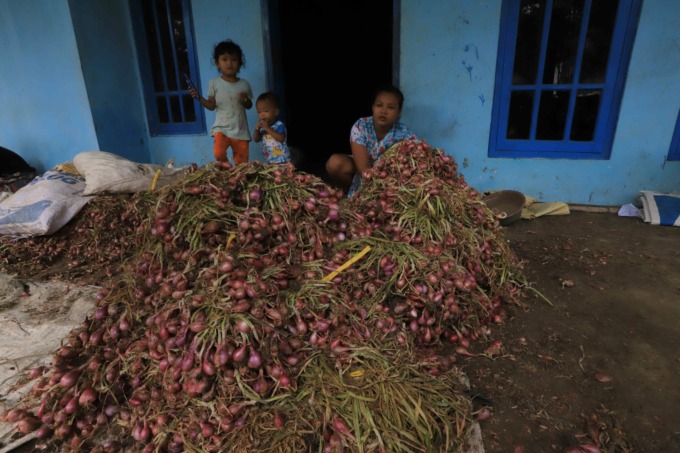 TREN NAIK: Petani sedang panen bawang merah. Dua minggu terakhir terus naik, saat ini di pasaran sudah tembus Rp 63.000 per kilogram (M. NURCHOLIS/RDR.BJN)